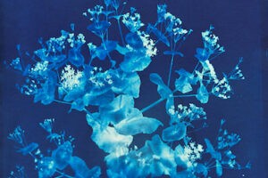 Shada Safadi, Mountain Flower 6 (2022), cyanotype on paper (edition of 10), 39 x 28 cm
