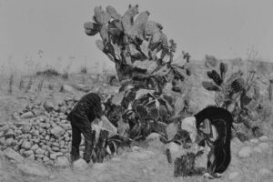 Samah Shihadi, Cactus Harvest #1, 2017, charcoal on paper, 56 x 76 cm