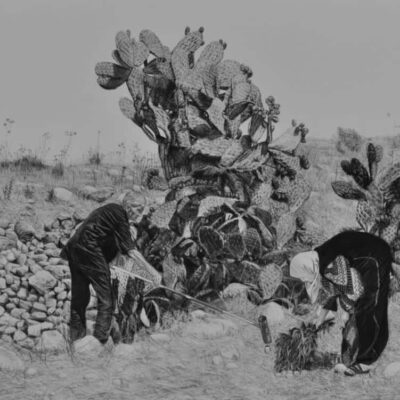 Samah Shihadi, Cactus Harvest #1, 2017, charcoal on paper, 56 x 76 cm