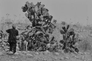Samah Shihadi, Cactus Harvest #2, 2017, charcoal on paper, 33 x 48 cm