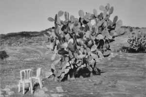 Samah Shihadi, Cactus Harvest #3, 2018, charcoal on paper, 120 x 150 cm