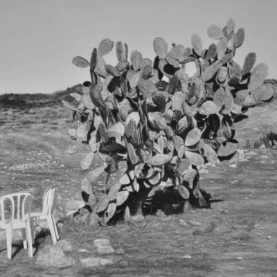 Samah Shihadi, Cactus Harvest #3, 2018, charcoal on paper, 120 x 150 cm